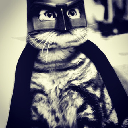 batman-cat-costume_ghckqa.jpg