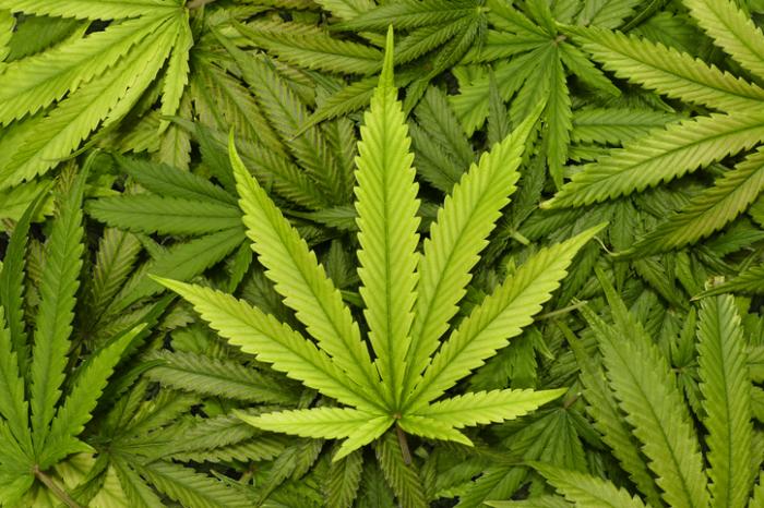 cannabis-leaves.jpg