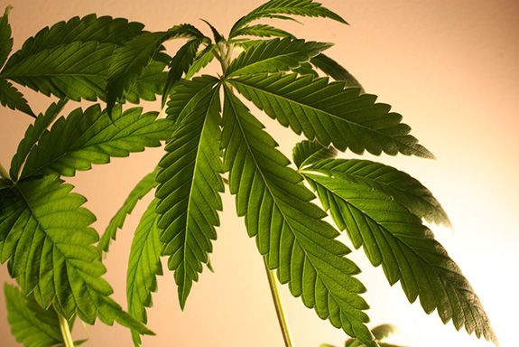 A large back-lit marijuana fan leaf grows against a beige background.