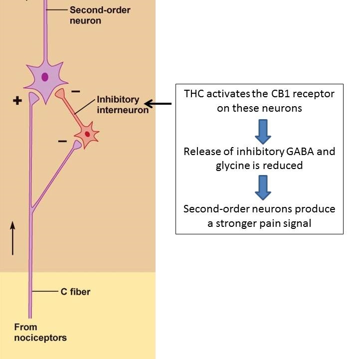Interneuron-with-THC-cannabinoid-pain.jpg