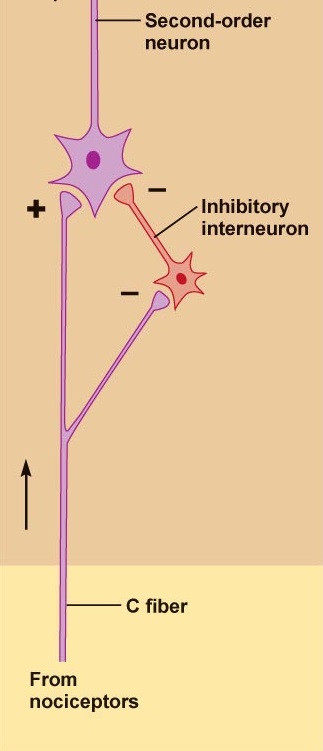 pain-signaling-interneurons-3.jpg