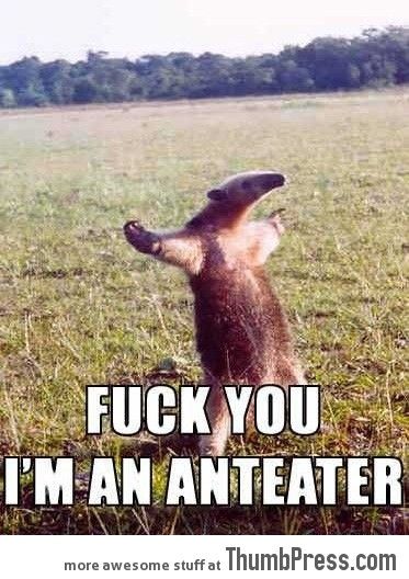 Anteater.jpg