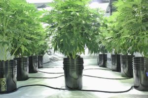 Marijuana-plants-growing-indoor-using-hydroponics-small-300x200.jpg