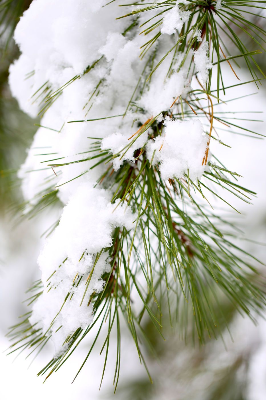 Snow-covered pine (Pinus sp.) needles