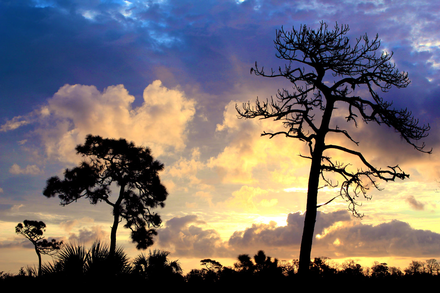 Silhouette of pine tree at sunrise