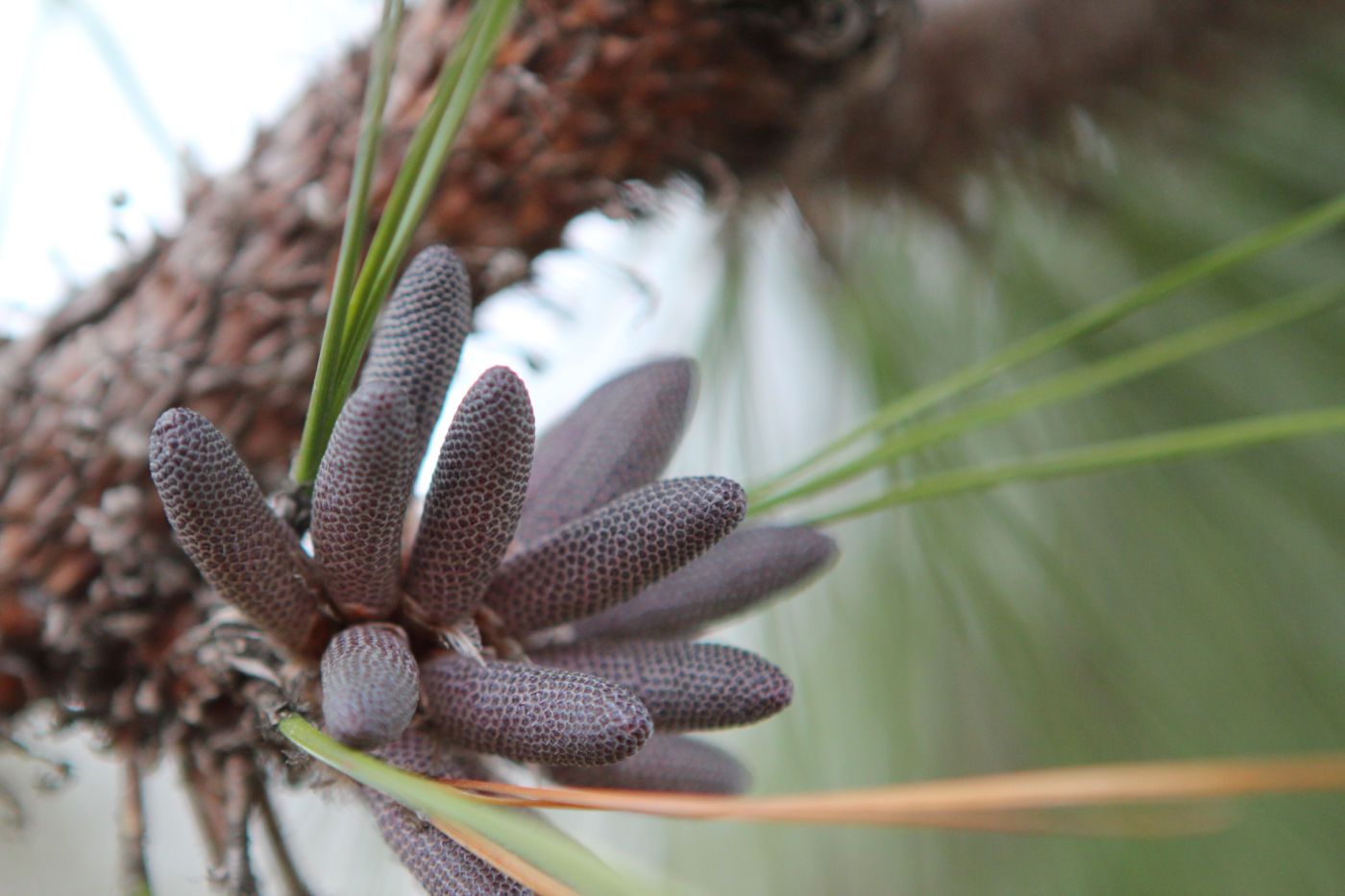 The male reproductive parts of longleaf pine