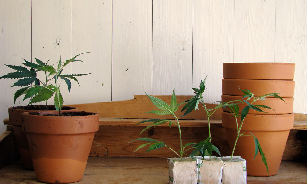 new-jersey-marijuana-legalization-include-home-grow-1.jpg