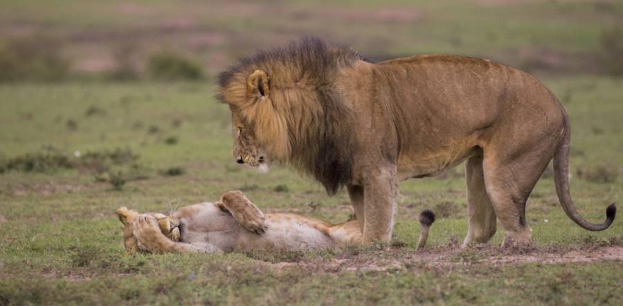 female-lion-on-ground.jpg