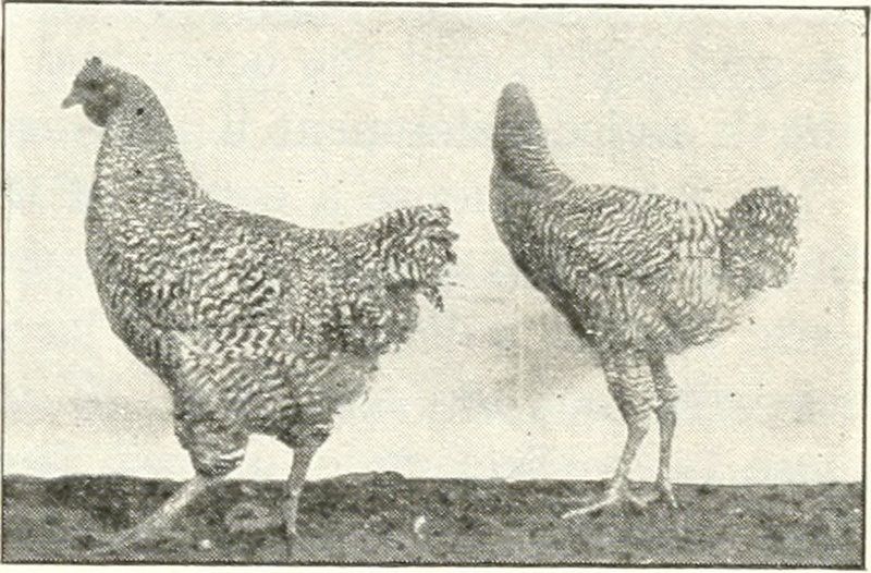 Chickens featured in a Cornell University Agricultural Experiment Station leaflet.