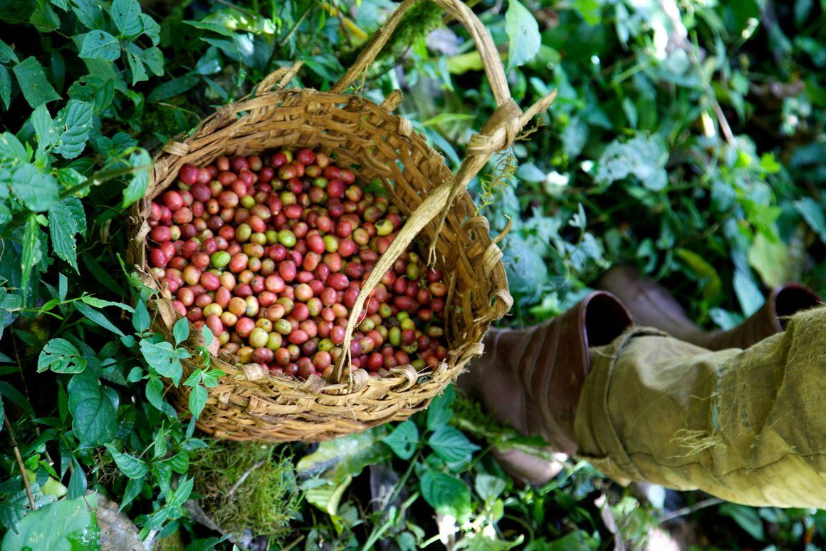 Freshly picked coffee (the beans are inside these fruits) in the Mankira Forest, Kafa.