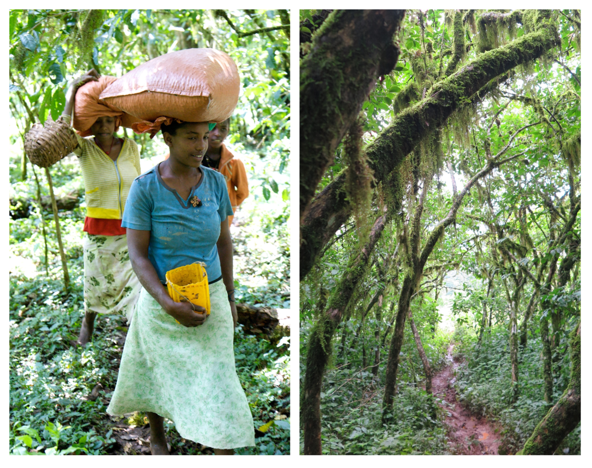Freshly picked coffee is carried out of the Mankira Forest towards a hamlet, where it will be dried on raised bamboo beds (left), and a path through coffee trees in the Gela Forest, Kafa (right).