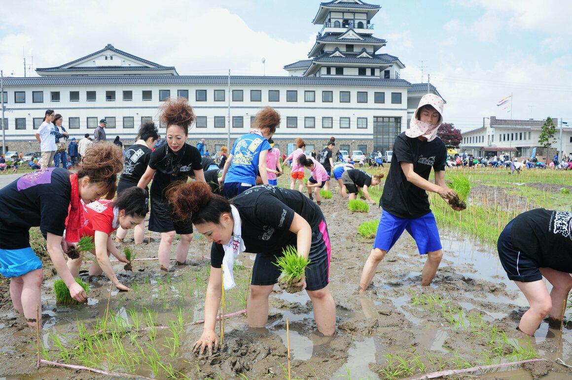 Villagers plant rice at one of the sites.