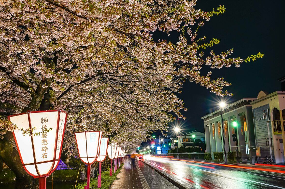Hirosaki city street view light up at night in springtime cherry blossom season. Beauty full bloom pink sakura trees flowers with lights illuminate