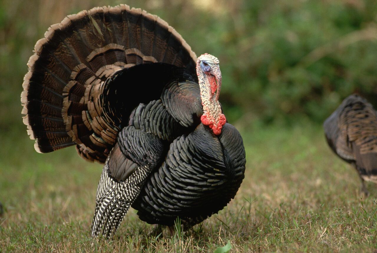 A wild turkey displays its tail feathers.