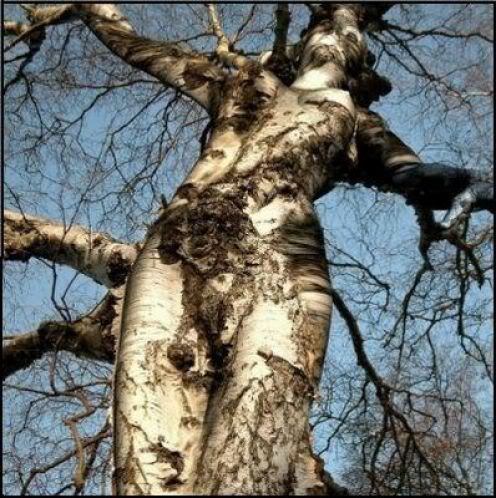 vagina-tree-funny-nature-photos.jpg