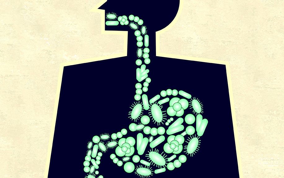 CBD improving the health of a gut