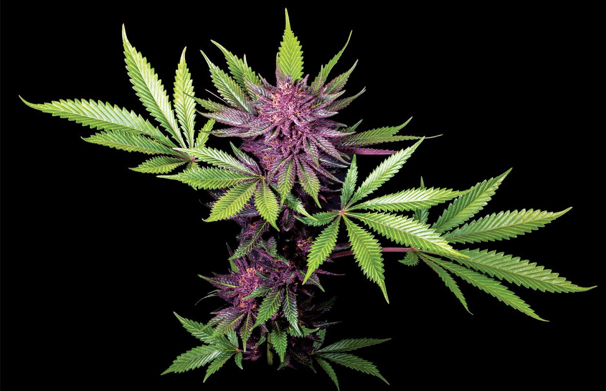 The vibrant purple flower of the Sirius Black plant sits at the center of bright green leaves.
