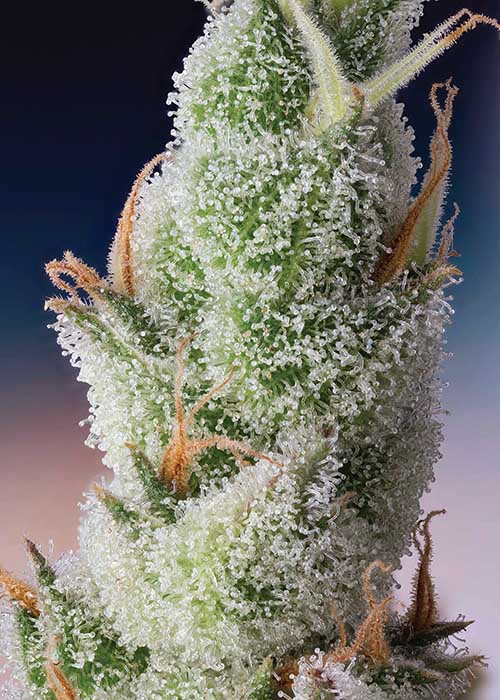 Foxtail Cannabis Macrophotography Cannabis Now Shwale