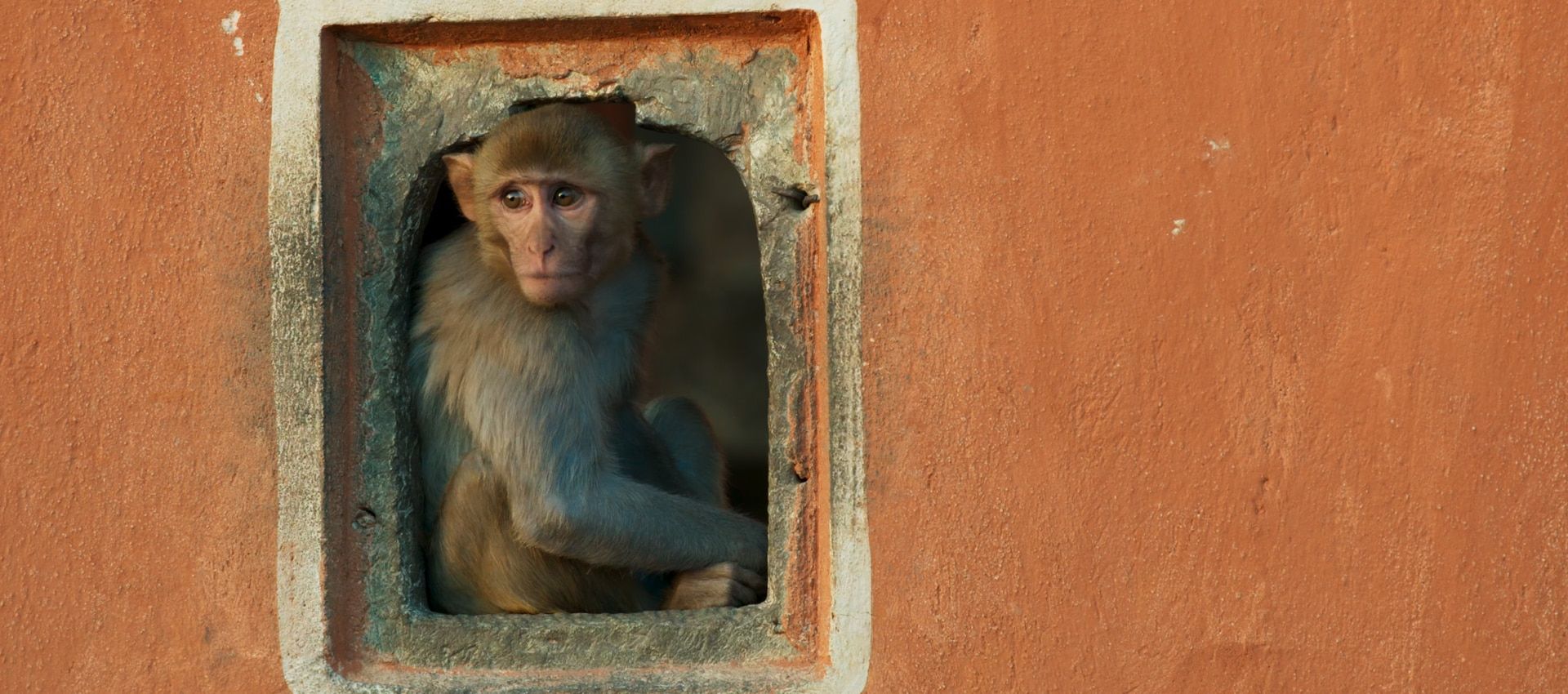 Macaque standing in a window frame