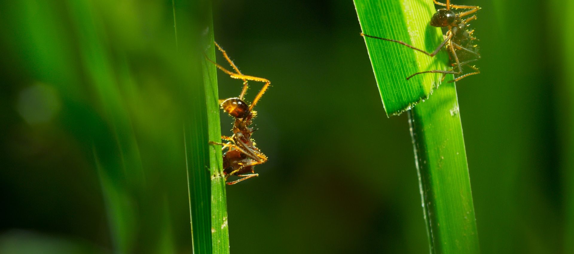 Ants climbing up a grass stem