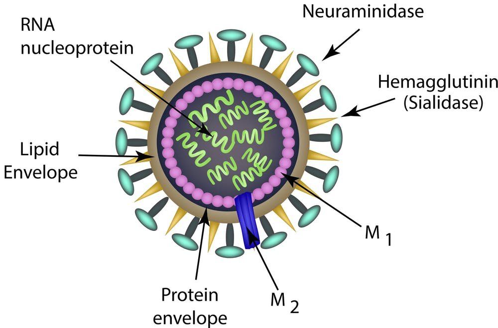 Figure 1: Molecular Structure of Influenza Virus