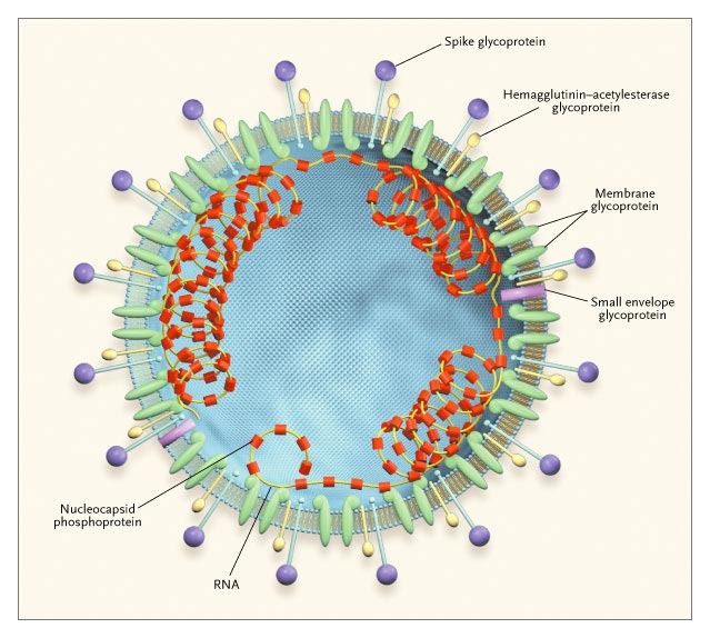 Figure 2: Molecular Structure of Coronavirus