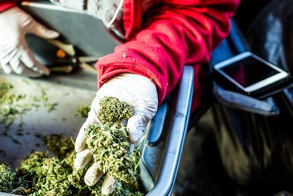 cannabis-flower-trim-pot-marijuana-weed-grow-farm-legalize-getty_large.jpg