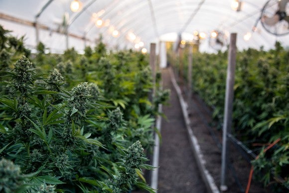 marijuana-cannabis-grow-farm-pot-weed-bud-facility-getty_large.jpg