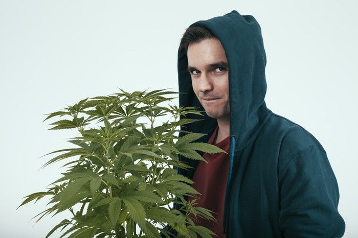 A smirking young man in a blue hoodie holding a potted cannabis plant. 