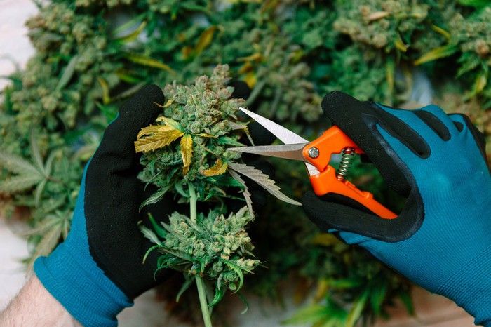 A gloved processor using scissors to trim a cannabis flower.