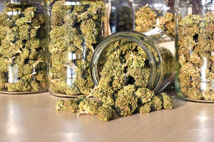 Multiple clear jars on a counter that are packed with dried cannabis buds.