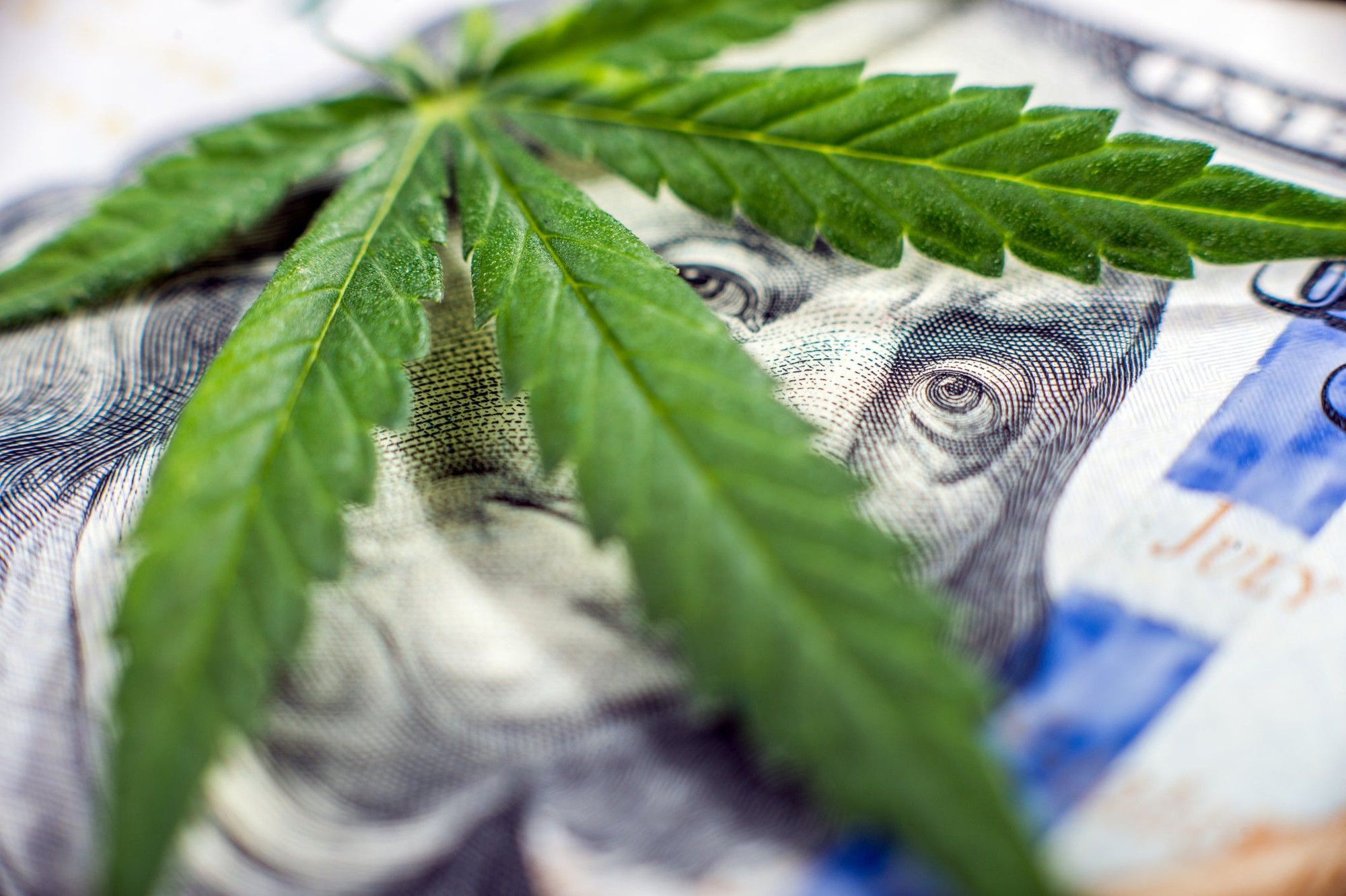 A cannabis leaf lying atop a one hundred dollar bill, with Ben Franklin's eyes peering between the leaves.