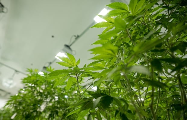 bruce-linton-canopy-growth-cannabis-plants-growing.jpg