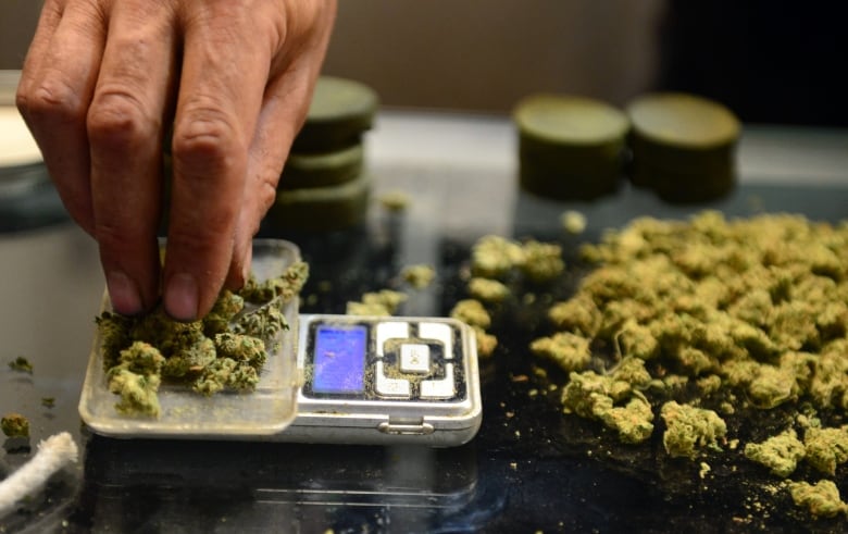 vendor-weighing-herbal-cannabis.jpg