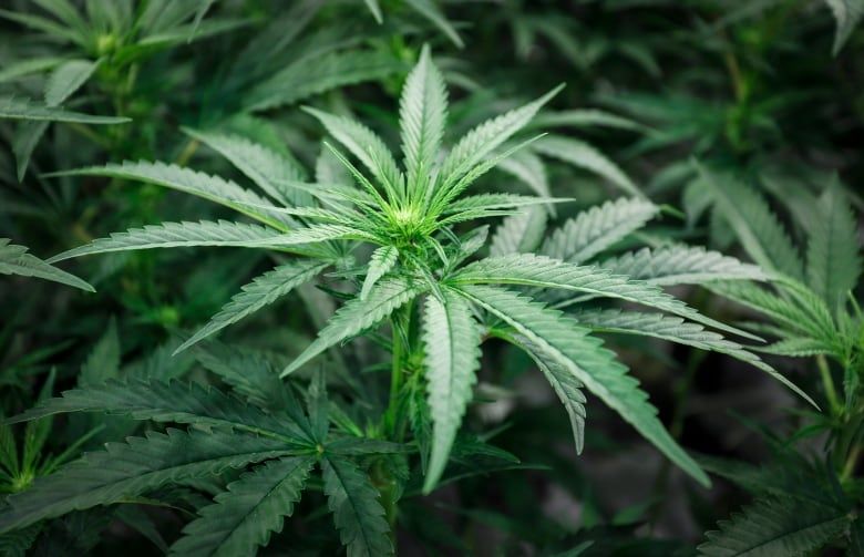 canada-legalized-marijuana-20181012.jpg