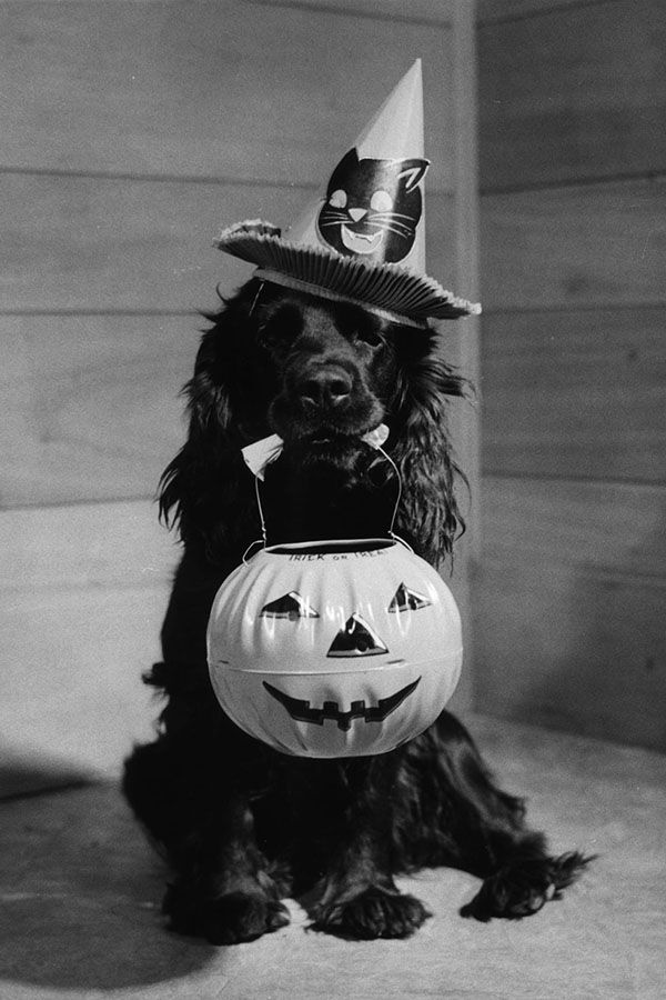 vintage-halloween-decorations-dog-14.jpg