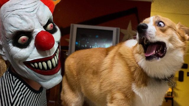 funny-dogs-scared-of-halloween-compilation-WGCJhwv3ic-Y.jpg