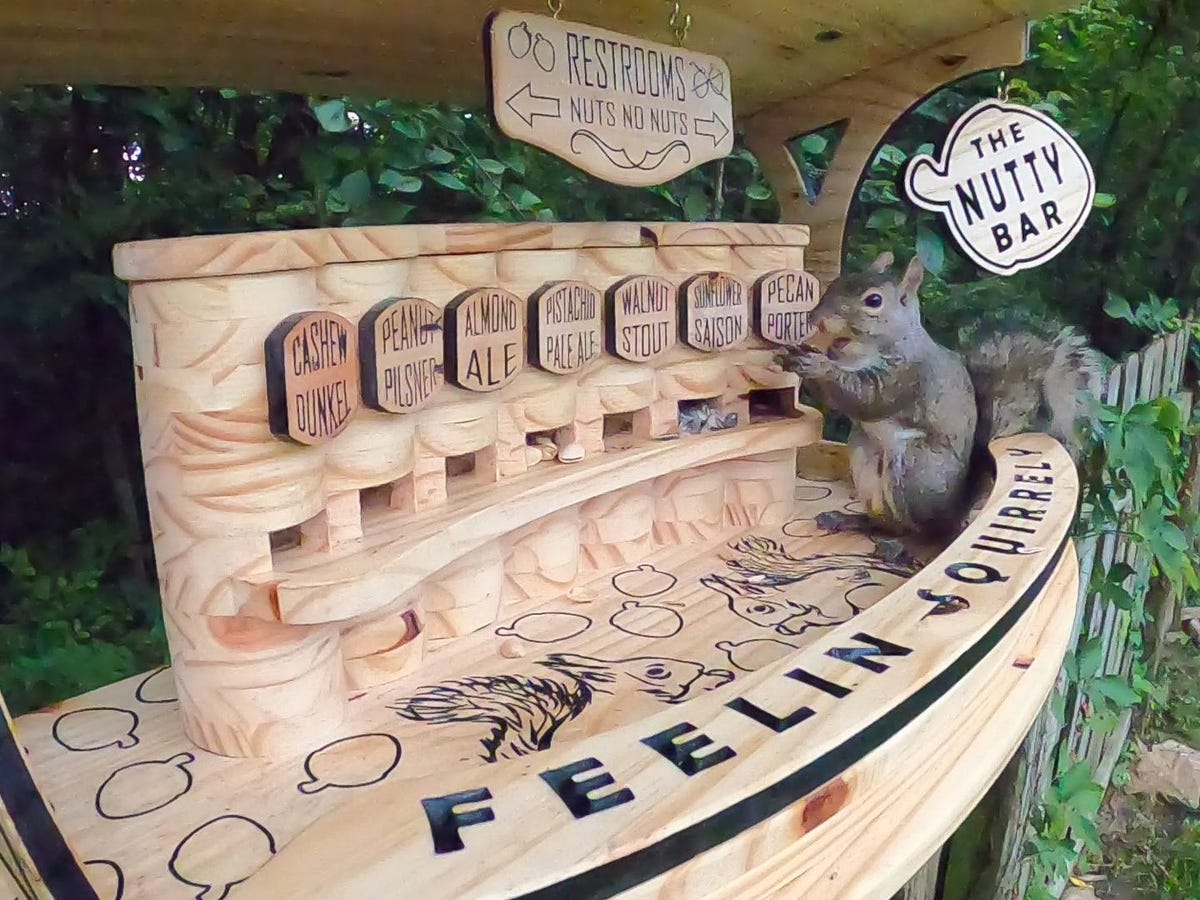 A squirrel enjoying a snack at The Nutty Bar.