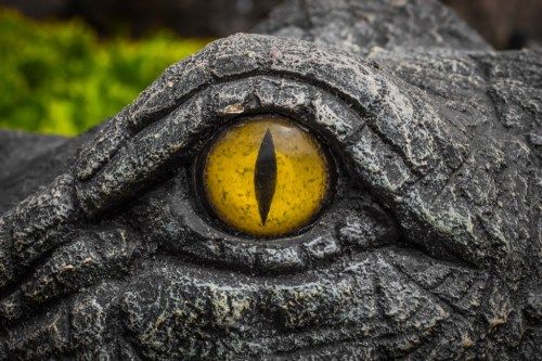 Crocodile-Eye.jpg