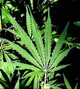 Marijuana_Leaf.jpg