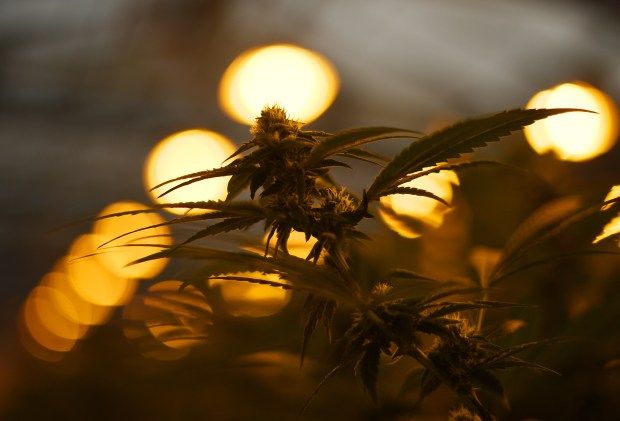 Cannabis grows under lights in the ...