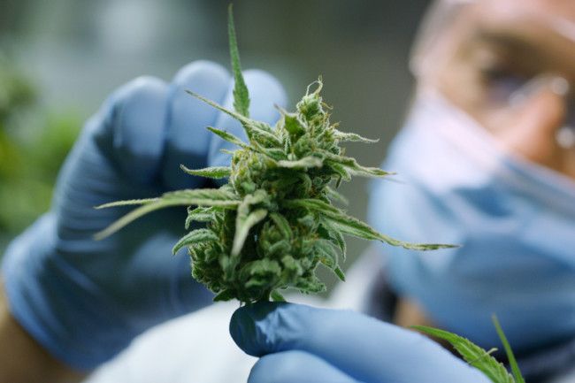 Scientist cannabis marijuana - Shutterstock
