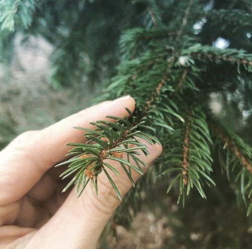 Norway Spruce  (Picea abies)