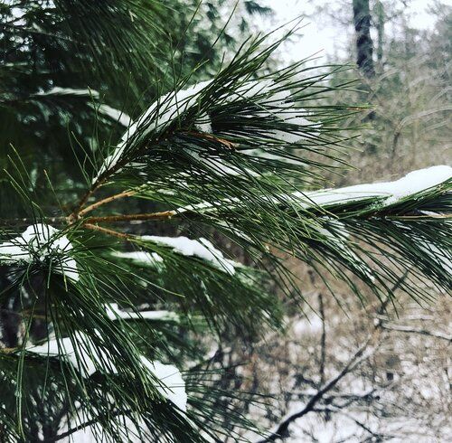 White Pine  (Pinus strobus)