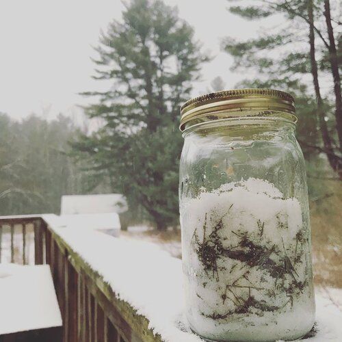 White Pine bath salts (with towering grandmother White Pine in the background)
