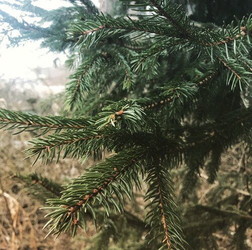 Norway Spruce- one of my favorite evergreens for finishing salts