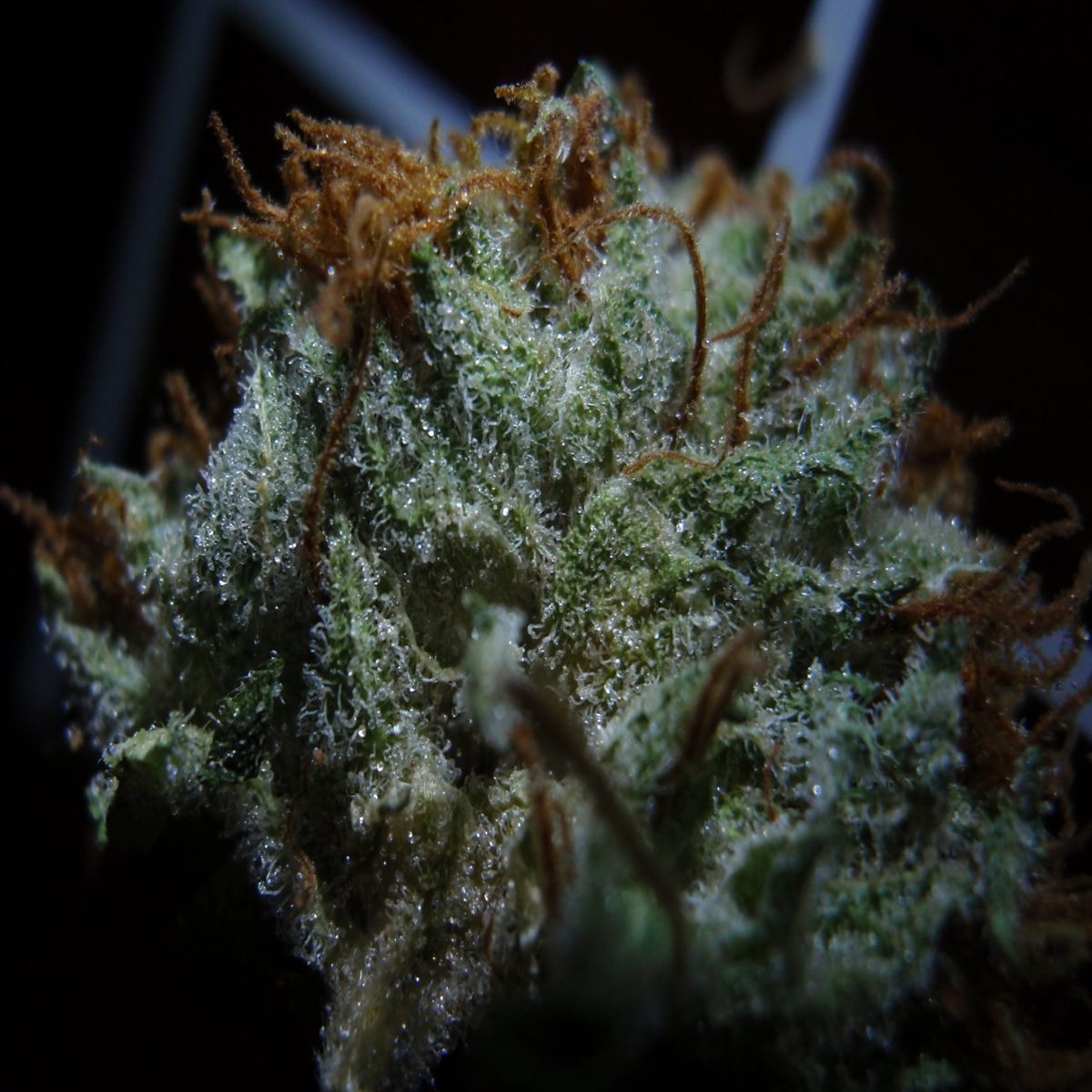 Cannabis Nug Close Up, for Neptune Seed Bank