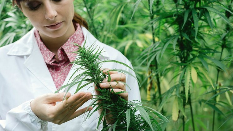 woman-marijuana-grower-marijuana-grow-istock.jpg