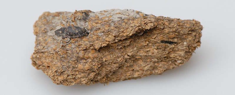 2,600 year-old human poop from the Hallstatt salt mines. 