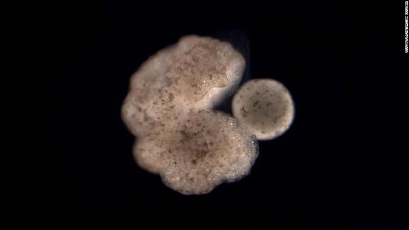 A C-shaped parent xenobot organism beside its offspring -- stem cells that have been compressed into a ball.